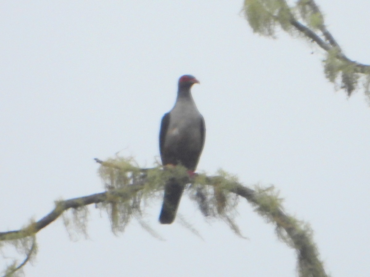 Новогвинейский голубь - ML591290571