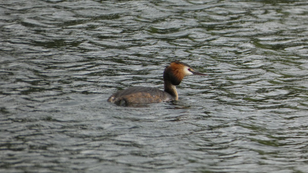 Great Crested Grebe - ML591294851