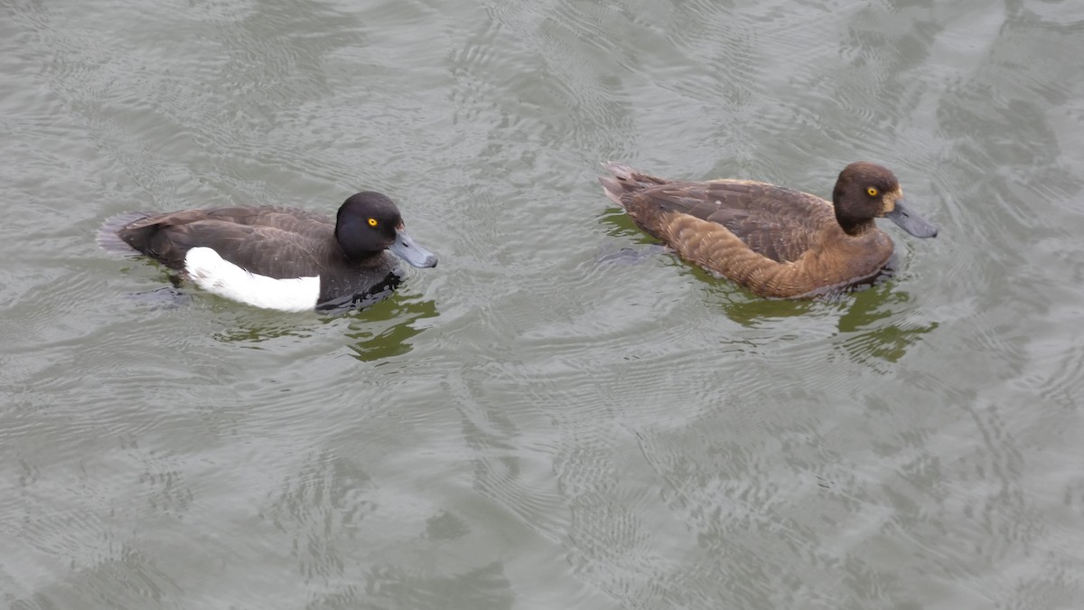 Tufted Duck - ML591295121