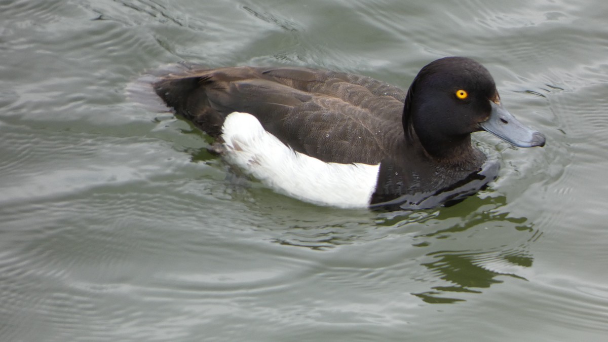 Tufted Duck - ML591295131