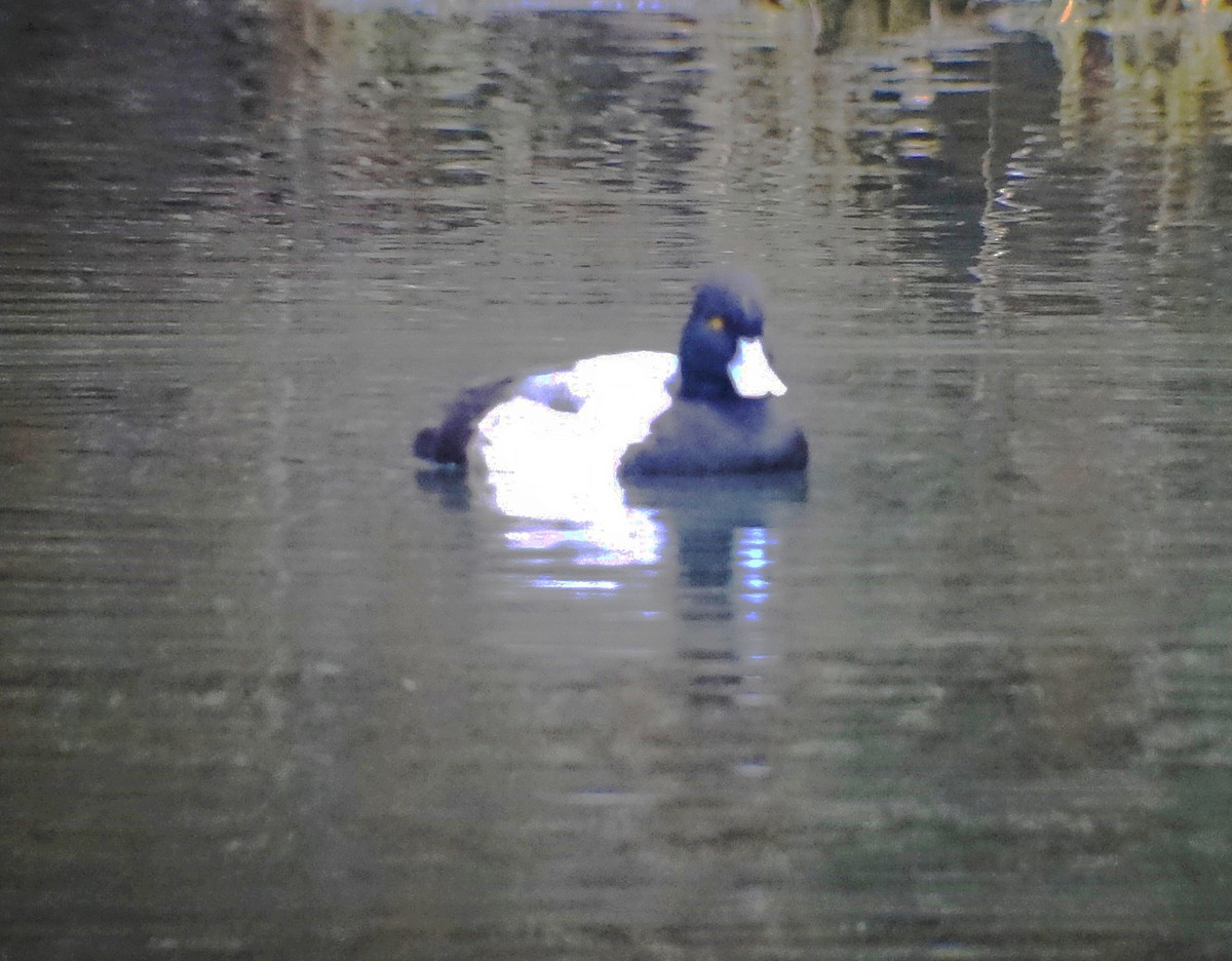 Greater Scaup - ML59129651