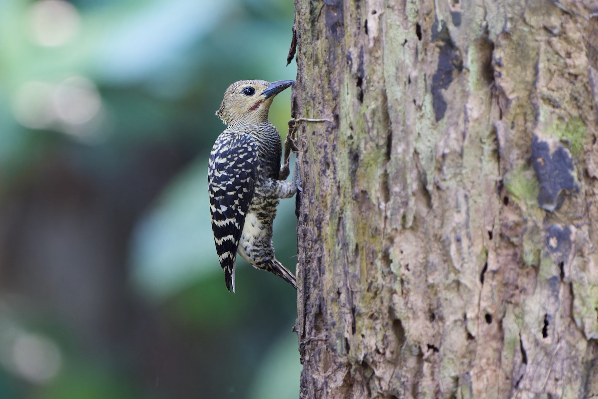 Buff-rumped Woodpecker - Sam Hambly
