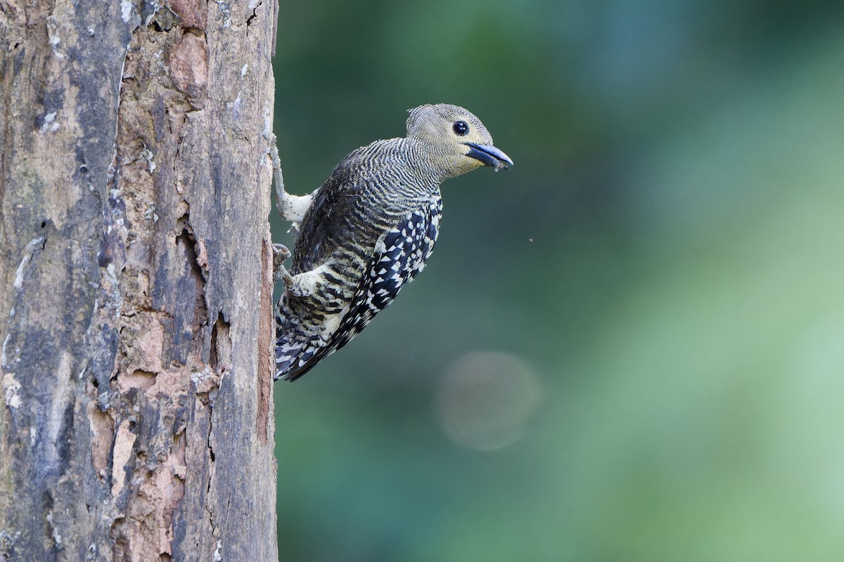 Buff-rumped Woodpecker - Sam Hambly
