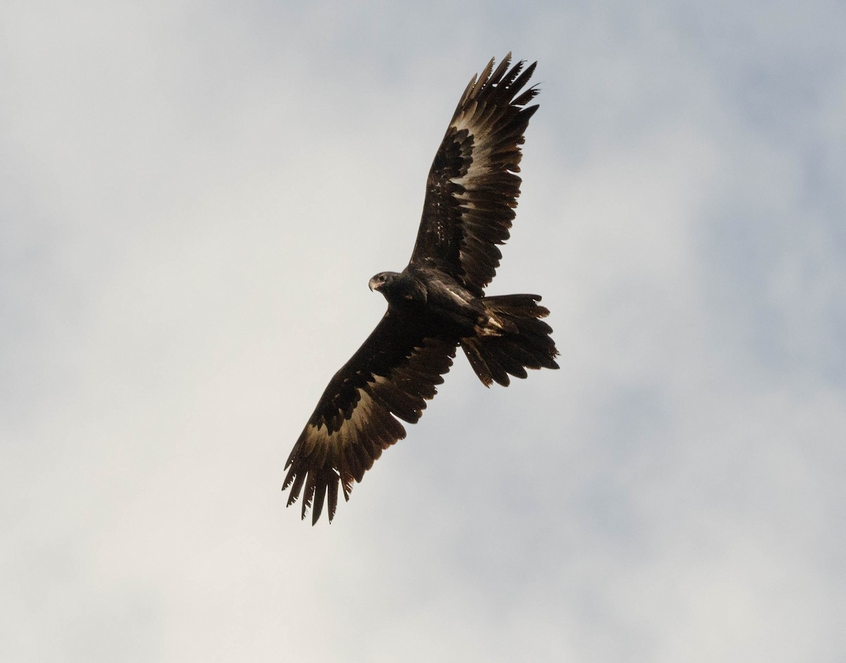 Wedge-tailed Eagle - ML591297811