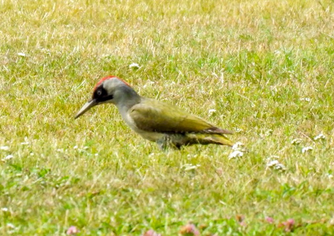 Eurasian Green Woodpecker - ML591298371
