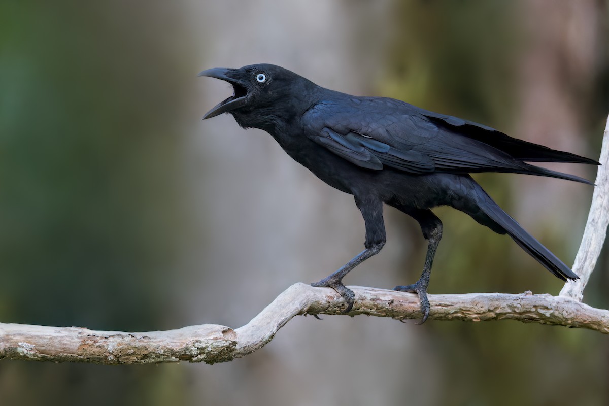 Torresian Crow - ML591301701