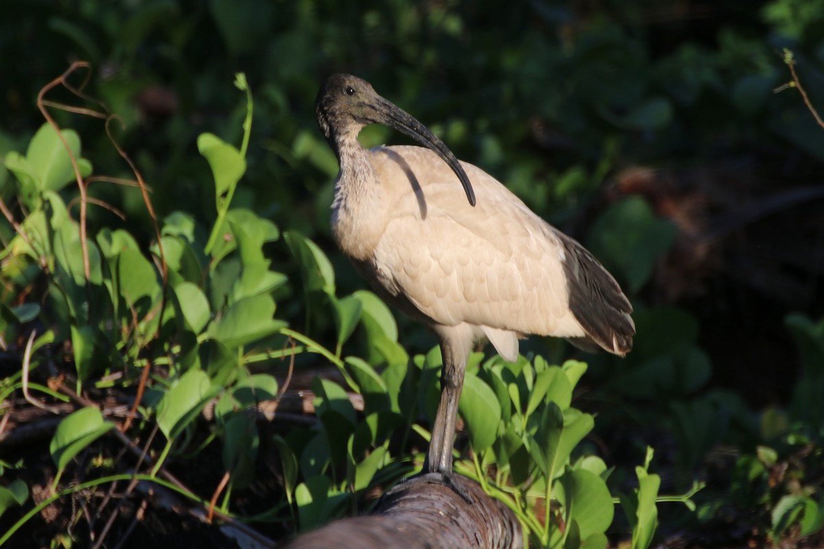 ibis australský - ML591303581