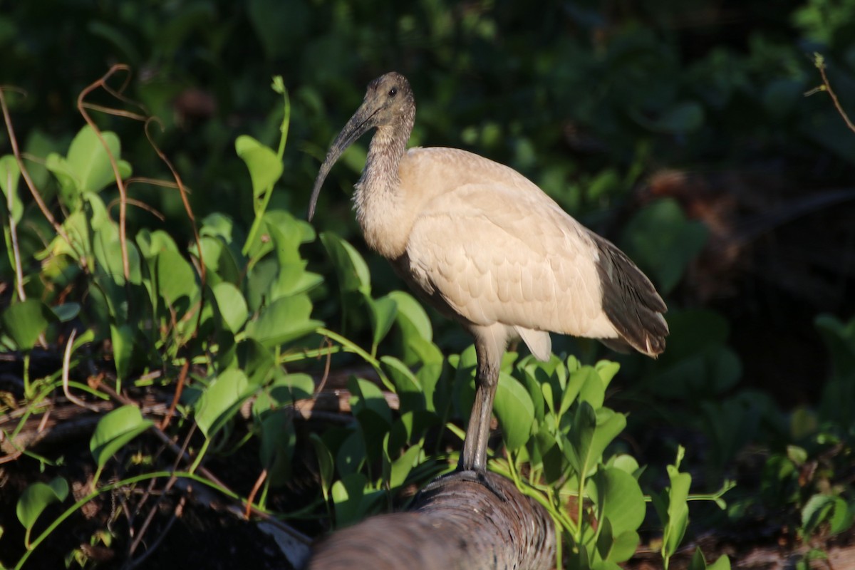 ibis australský - ML591303591