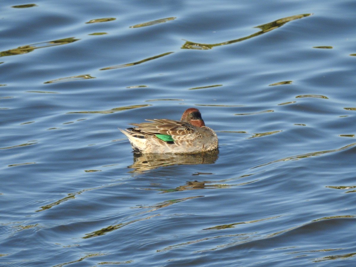 Green-winged Teal - ML591304331