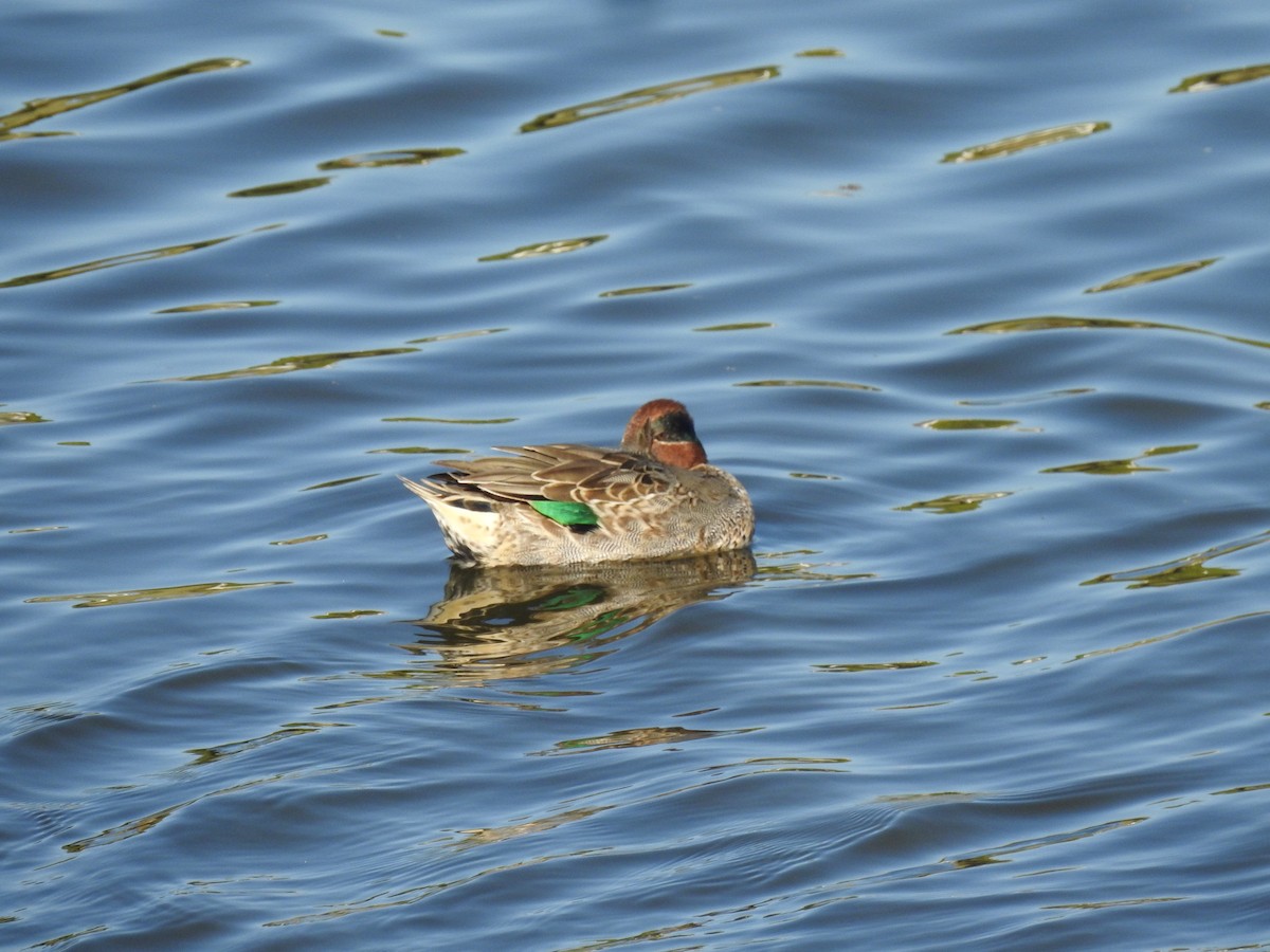 Green-winged Teal - ML591304351