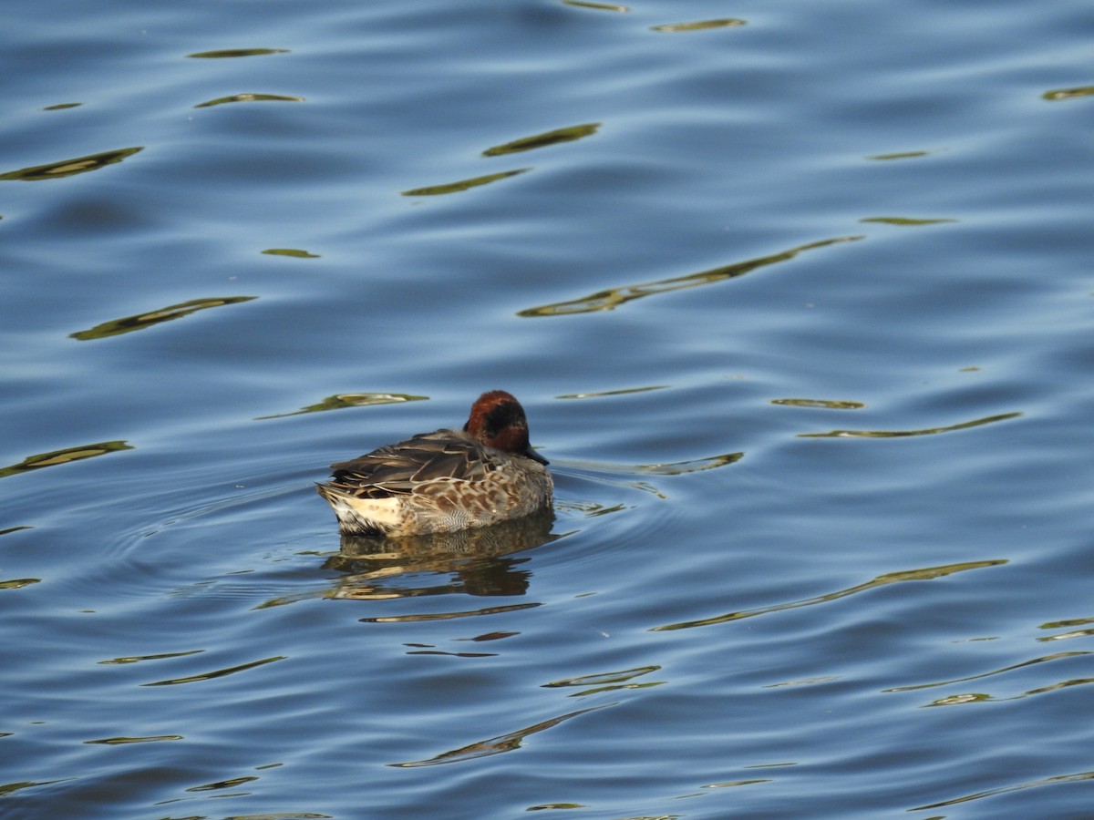 Green-winged Teal - ML591304381