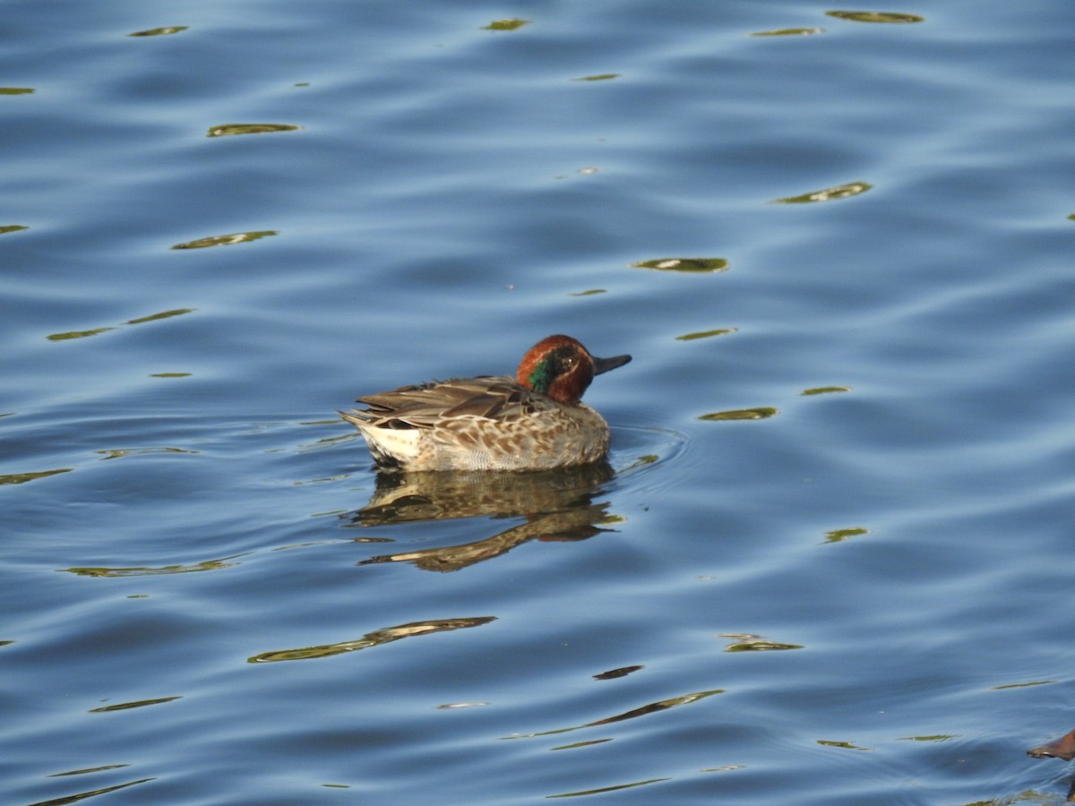 Green-winged Teal - ML591304391