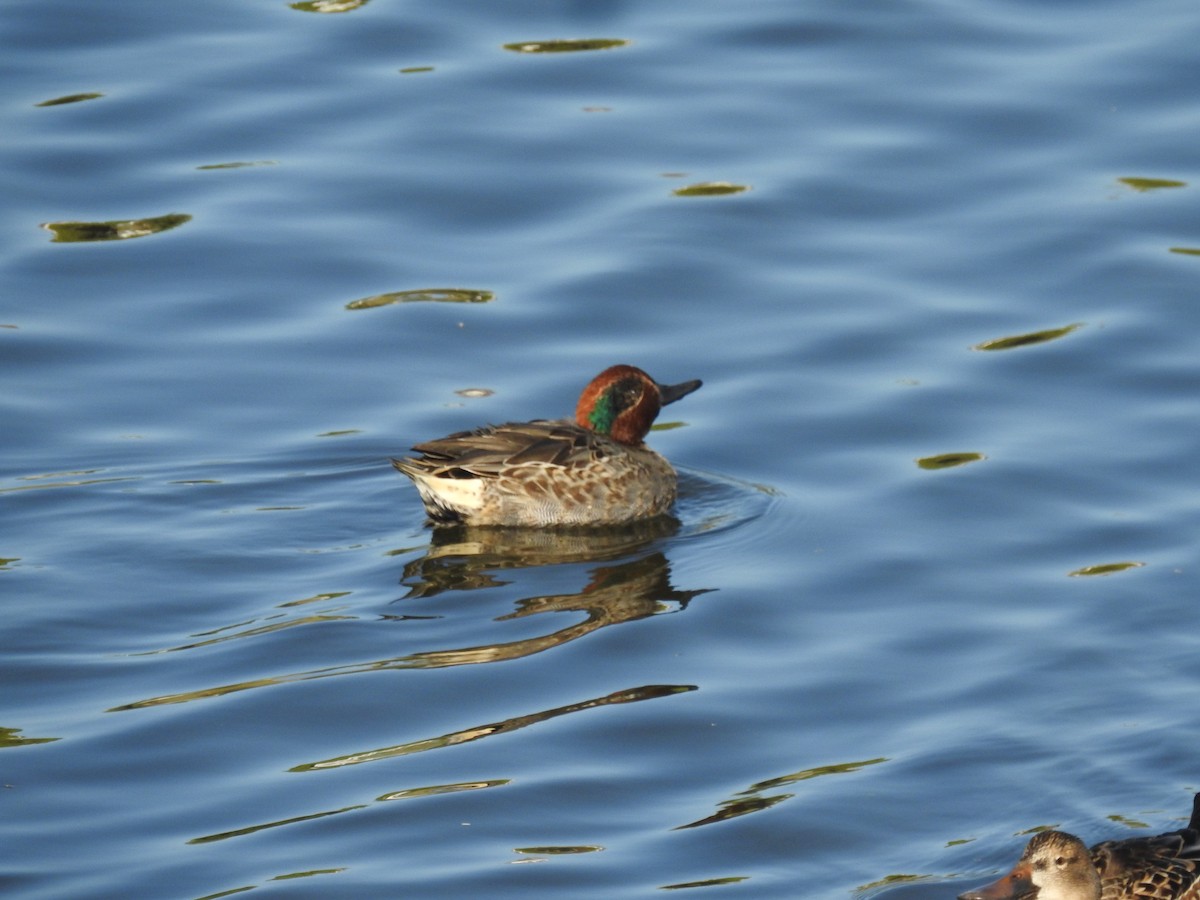Green-winged Teal - ML591304411