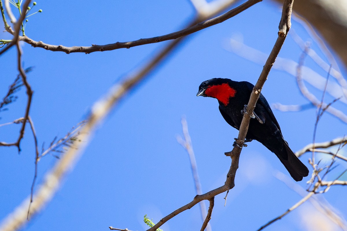 Scarlet-throated Tanager - ML591304581