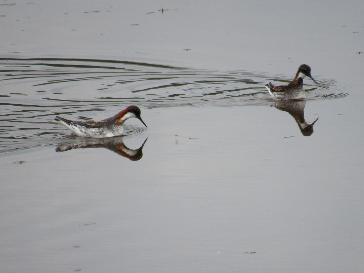 Red-necked Phalarope - Dennis Harnly