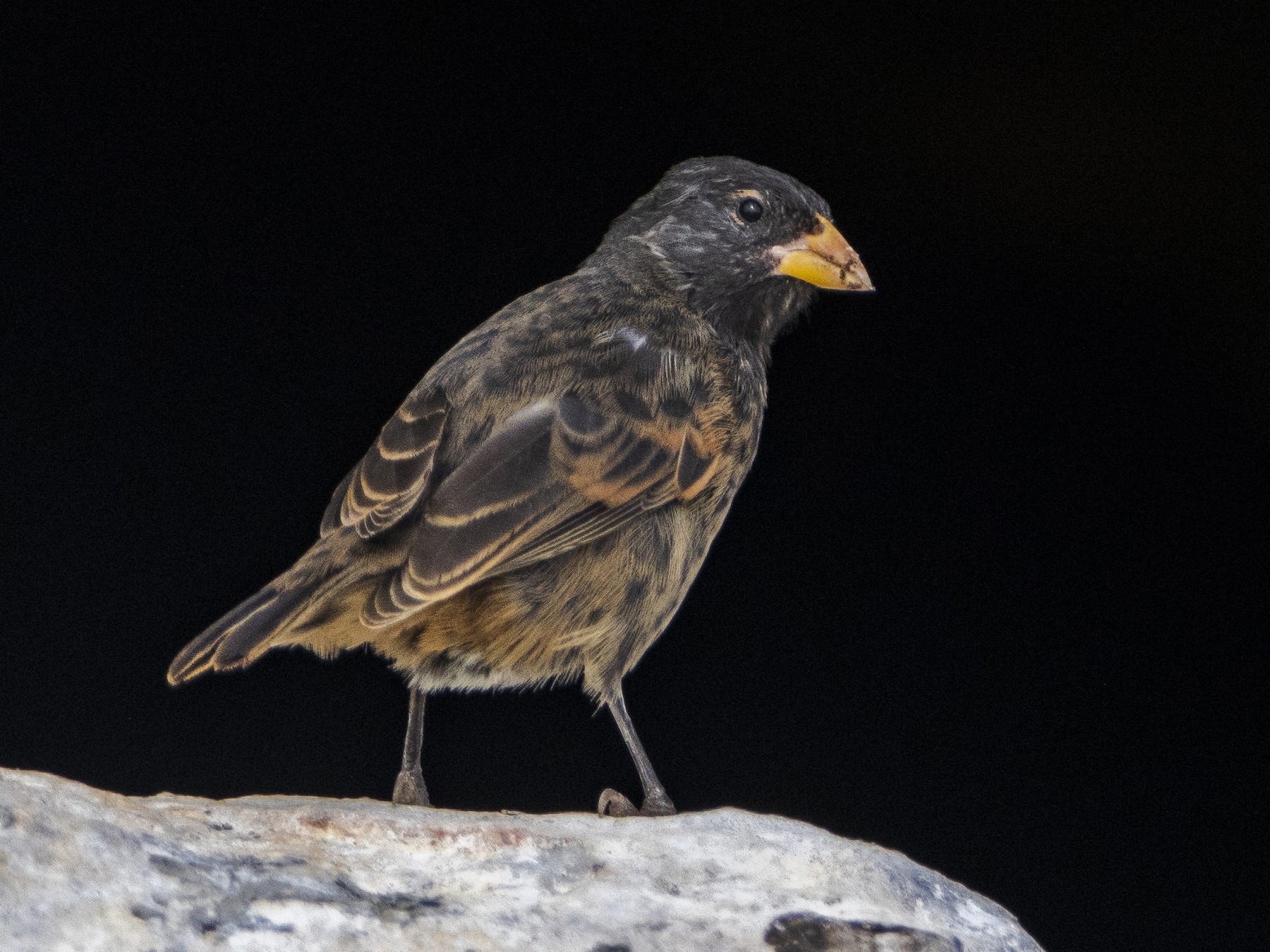 Vampire Ground-Finch - eBird