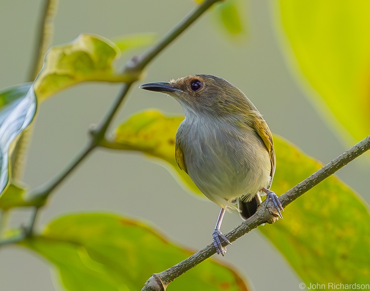 Rusty-fronted Tody-Flycatcher - ML591311321