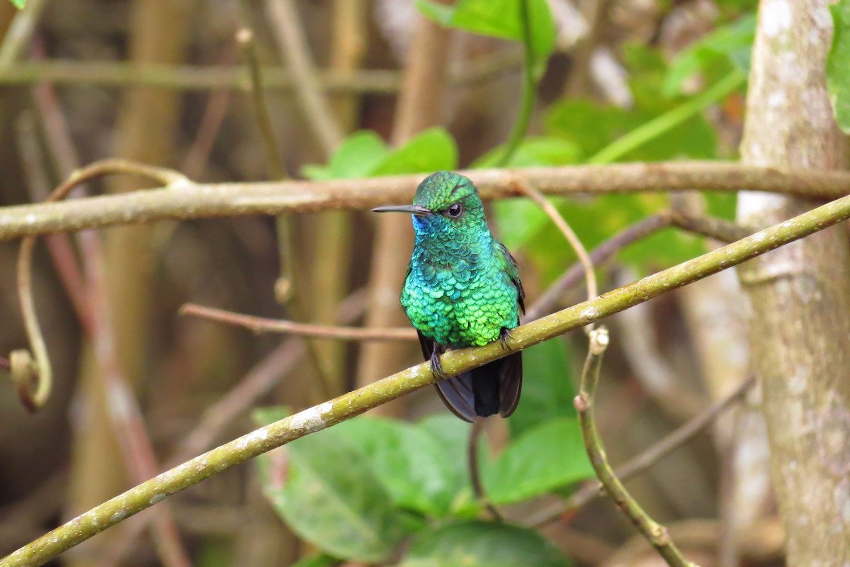 Mavi Gıdılı Kolibri - ML591315191
