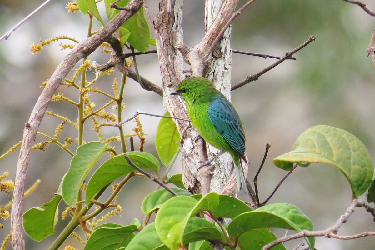 Dotted Tanager - ML591318611