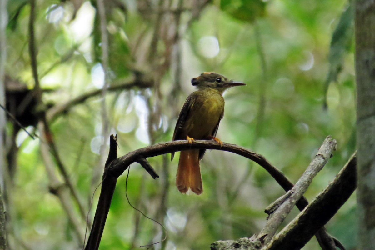 Tropical Royal Flycatcher (Amazonian) - Tomaz Melo