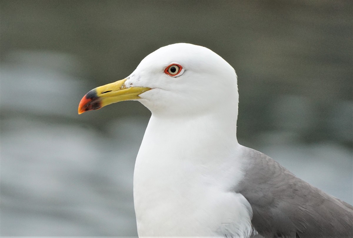 Black-tailed Gull - Christopher DiPiazza