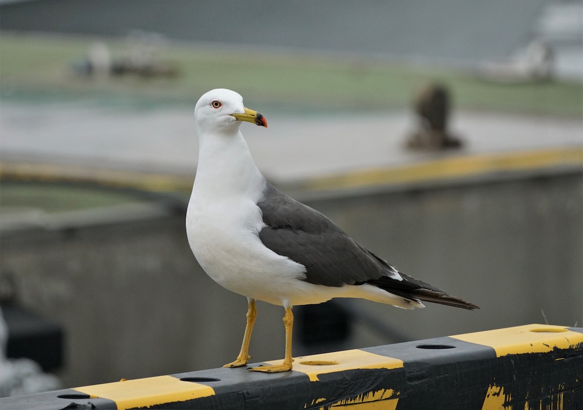Black-tailed Gull - Christopher DiPiazza