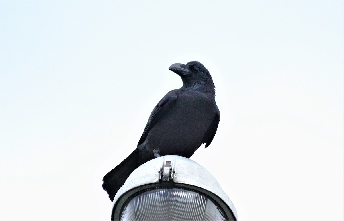 Large-billed Crow - ML591321831