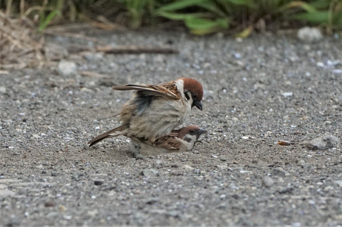 Eurasian Tree Sparrow - ML591321861