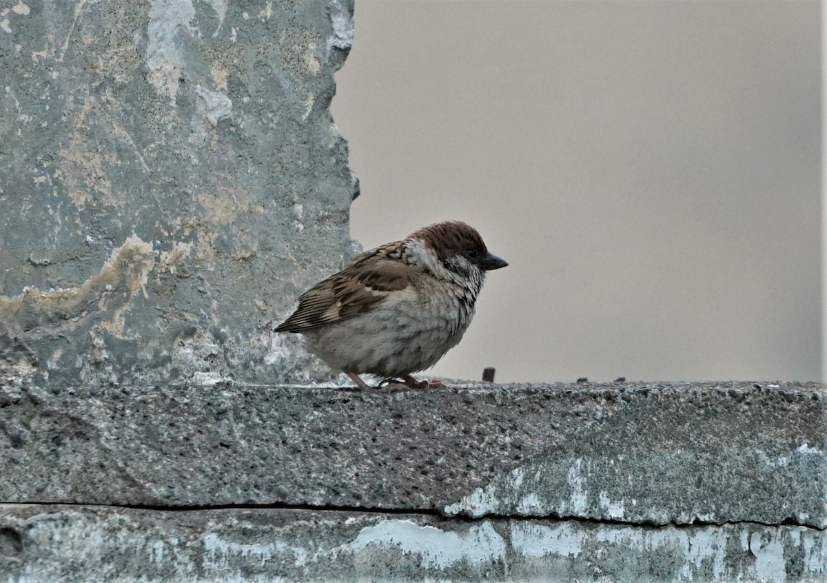 Eurasian Tree Sparrow - ML591321871
