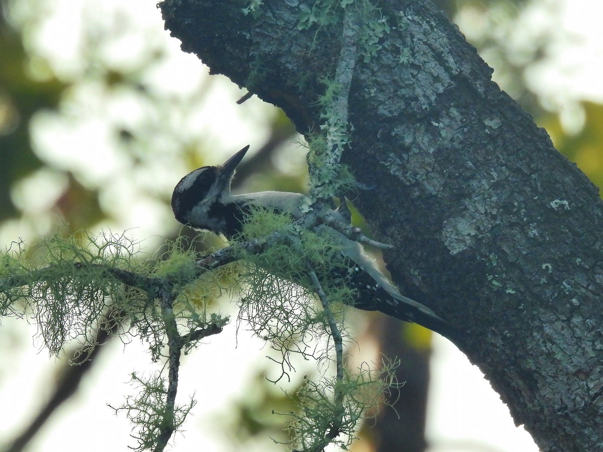 Pix Kevlar V Belt Size A45K 1/2 X 47 In OC - Foto 7