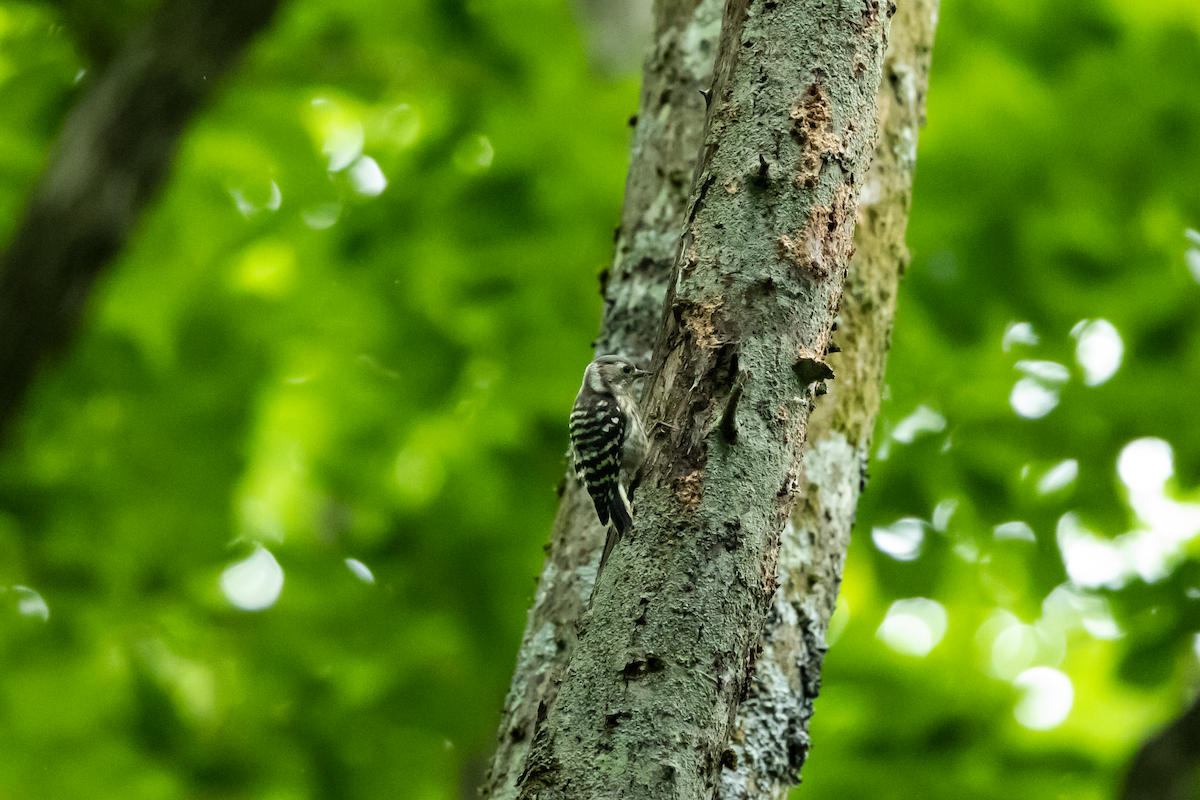 Japanese Pygmy Woodpecker - ML591322851