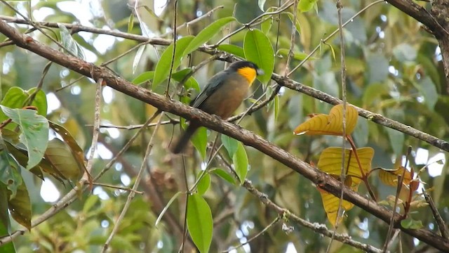 Yellow-throated Tanager - ML591324301