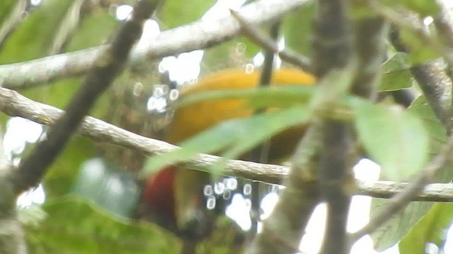 Golden-olive Woodpecker - ML591328001