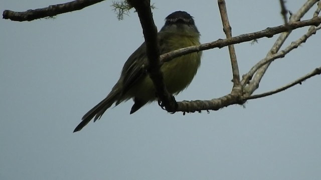 White-fronted Tyrannulet - ML591328301