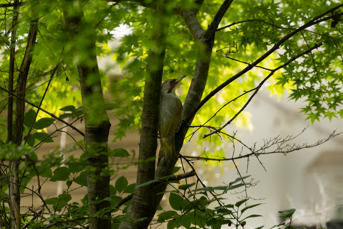 Japanese Woodpecker - ML591328341