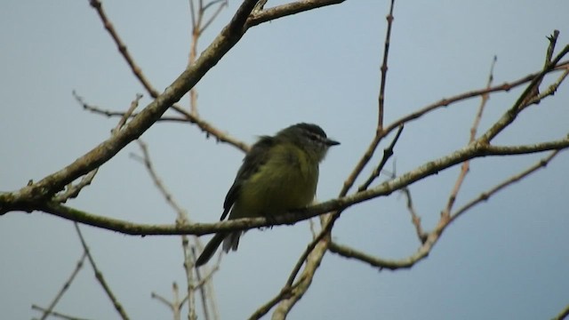 White-fronted Tyrannulet - ML591328371
