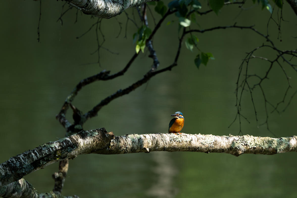 Common Kingfisher - Han Tay