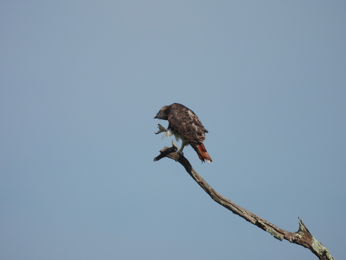 Red-tailed Hawk - ML591332421