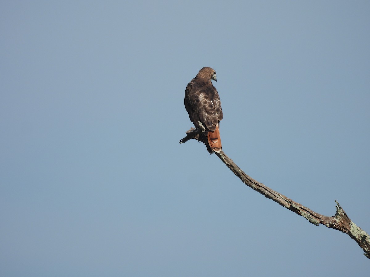 Red-tailed Hawk - ML591332431