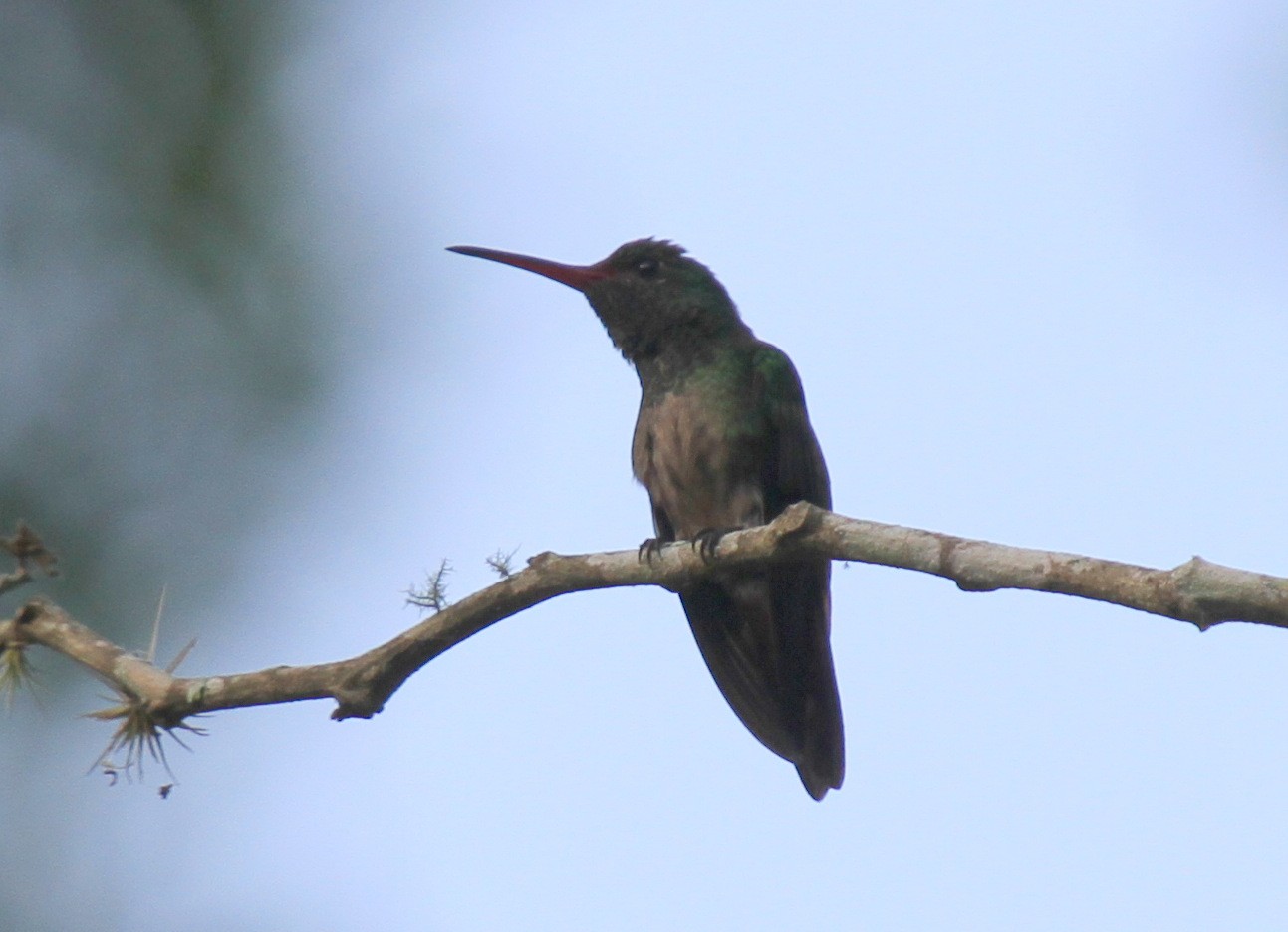 Buff-bellied/Rufous-tailed Hummingbird - eBird