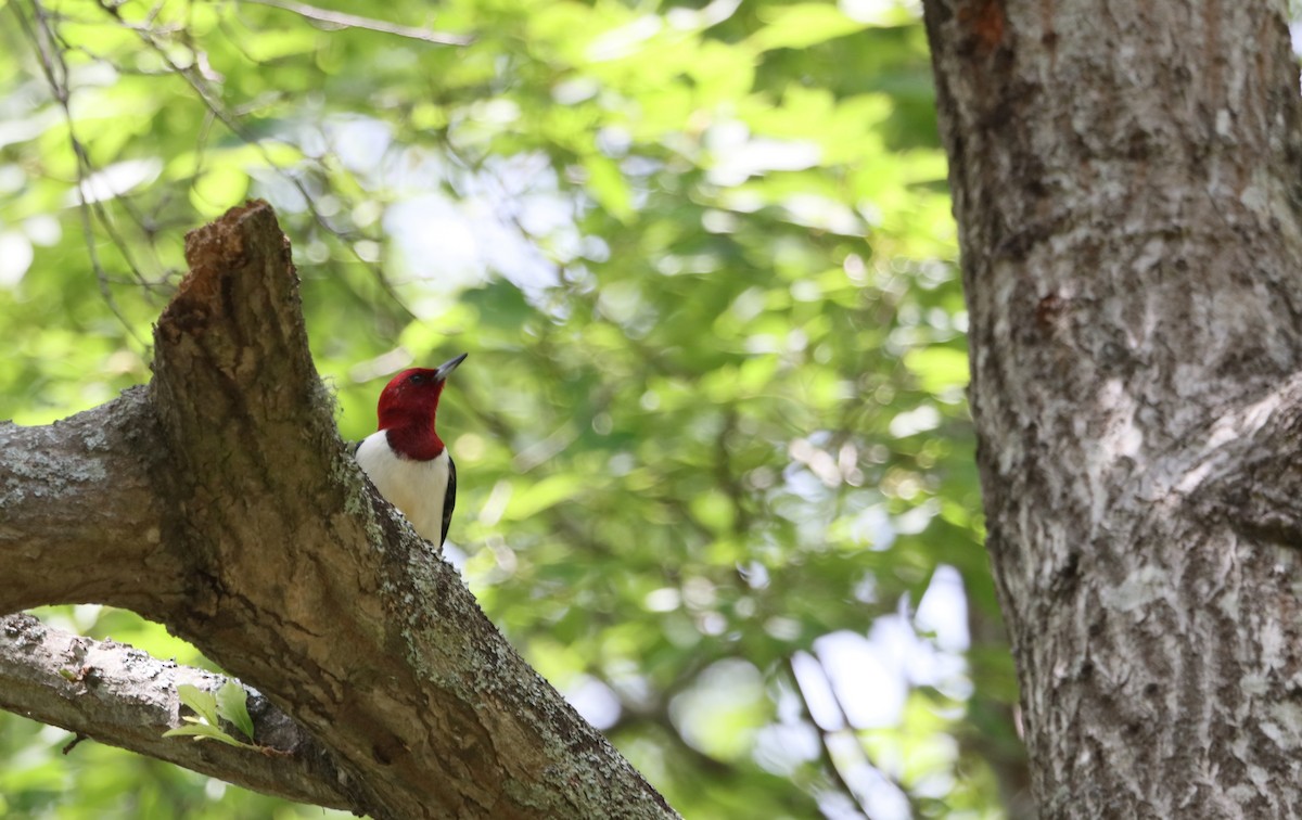 Red-headed Woodpecker - William Kidwell