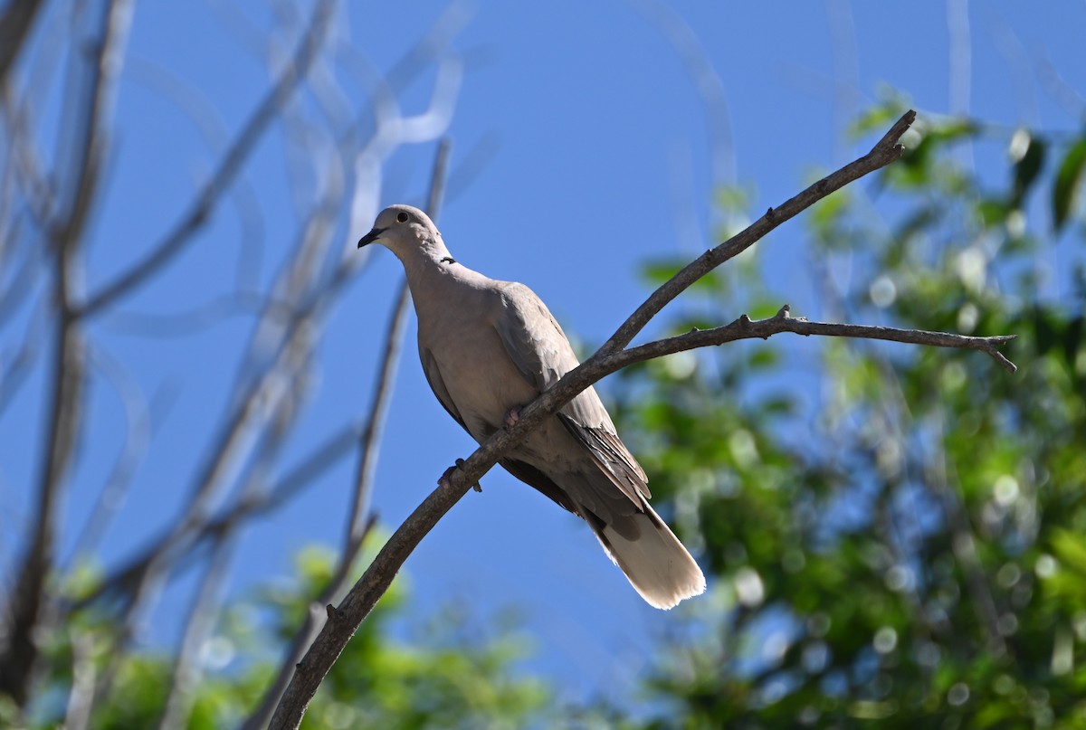 Eurasian Collared-Dove - ML591346401