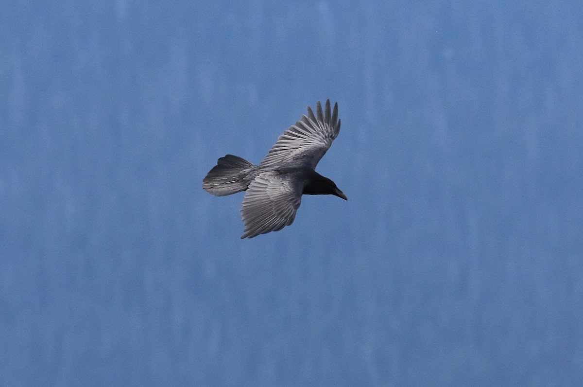 Common Raven - ML591347381