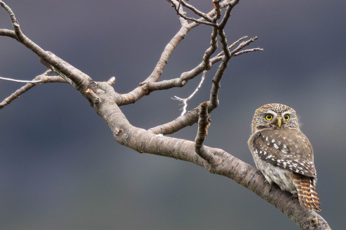 Austral Pygmy-Owl - ML591351321