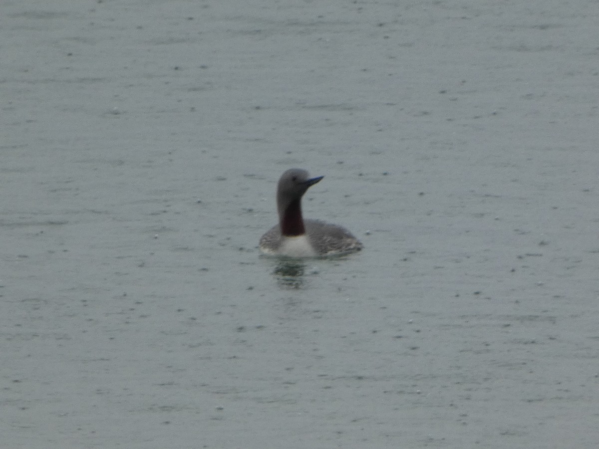 Red-throated Loon - ML591351691