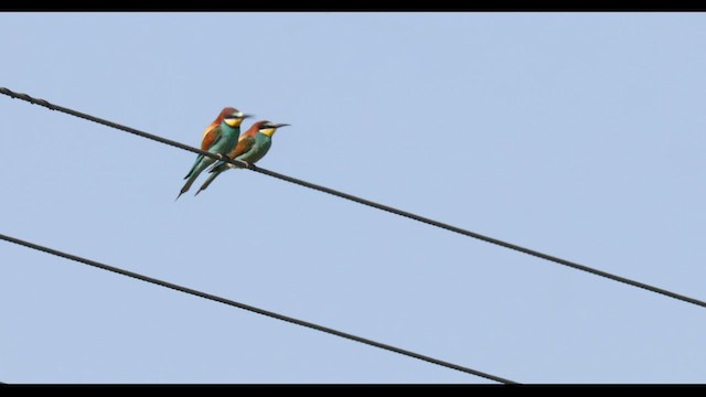 European Bee-eater - ML591357261
