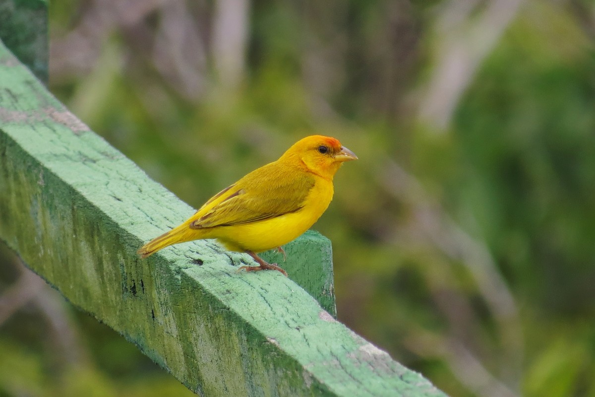 Orange-fronted Yellow-Finch - ML591357511