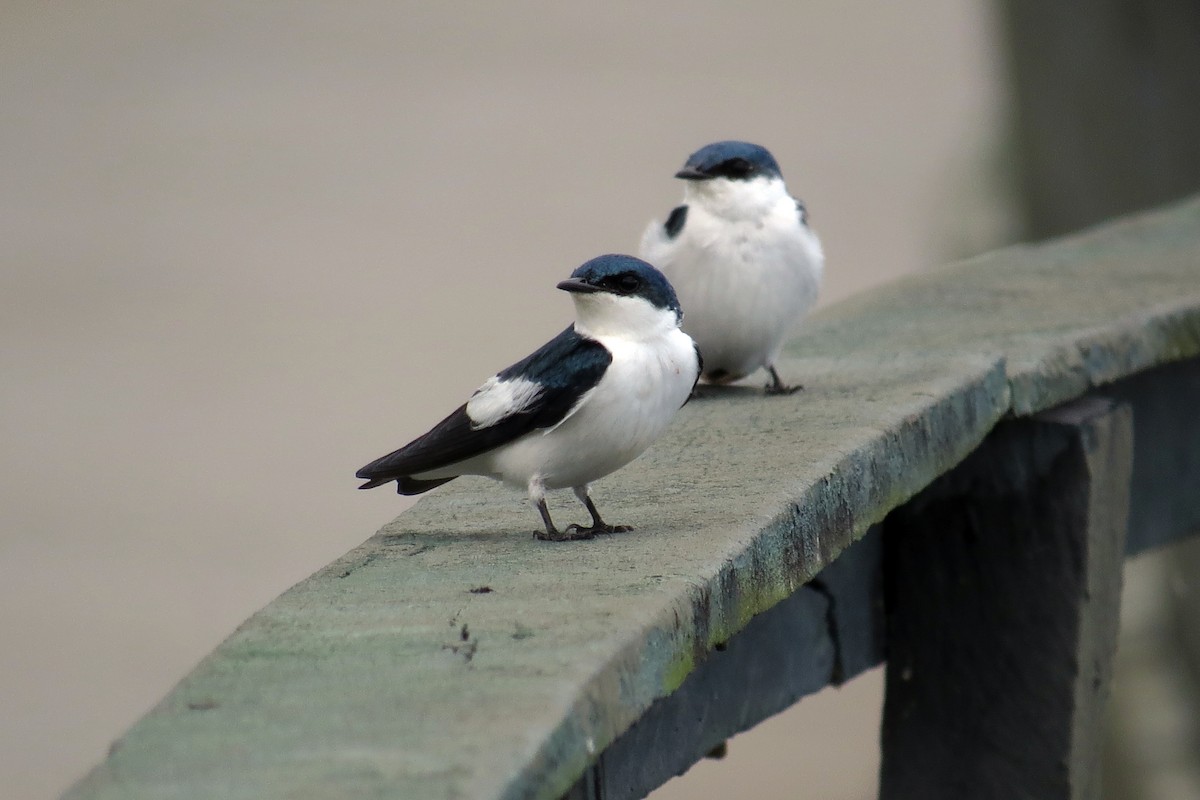 White-winged Swallow - ML591357521