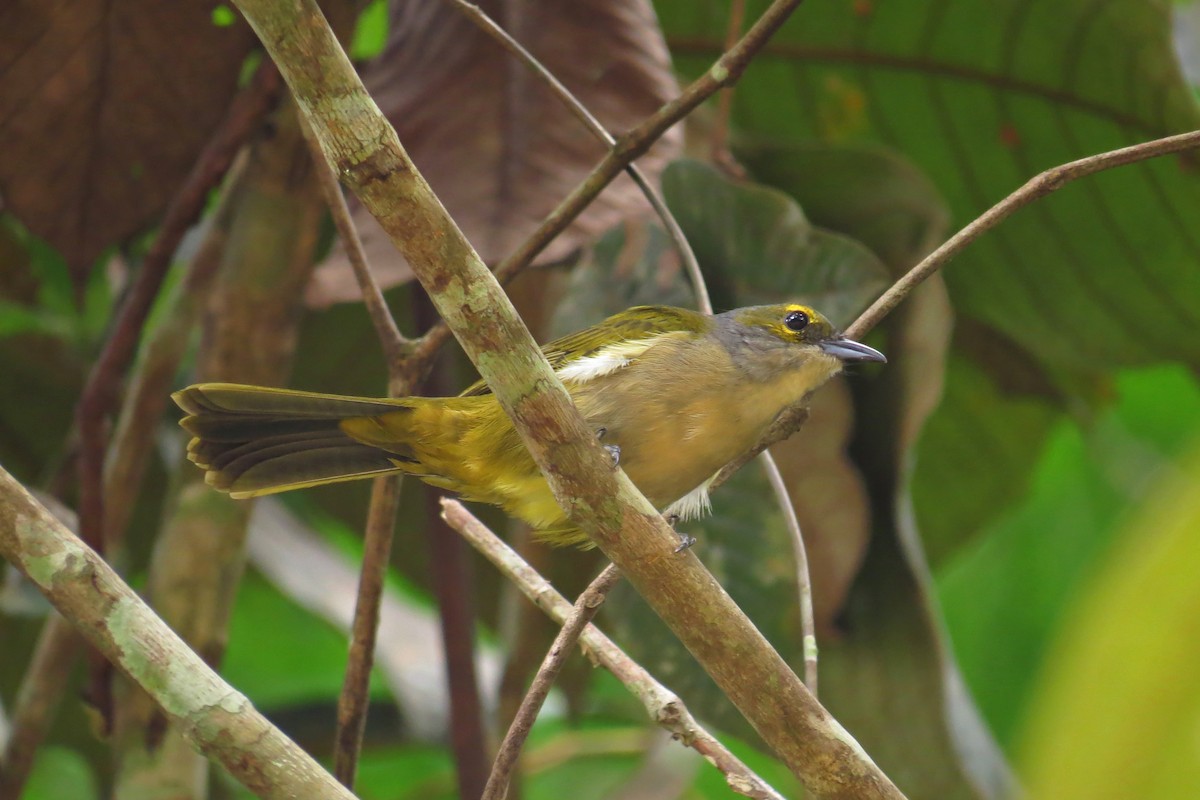 Fulvous-crested Tanager - ML591359161