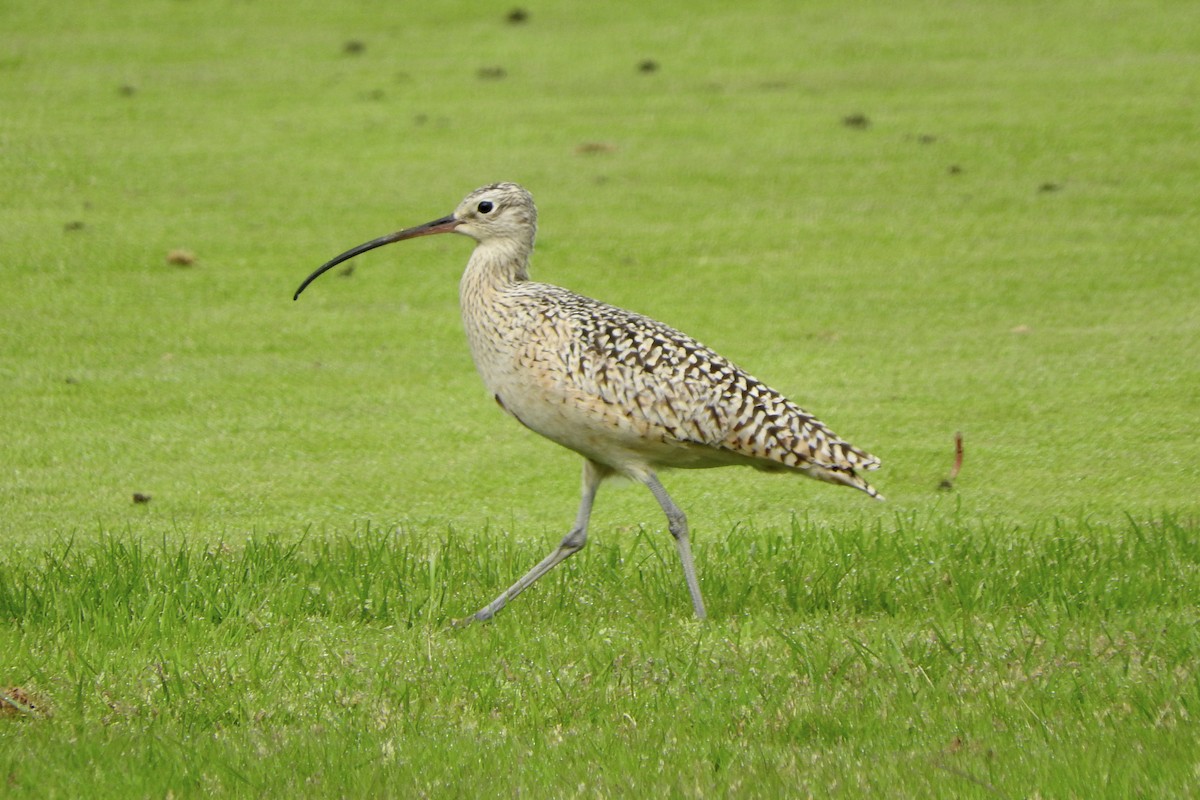 Long-billed Curlew - ML591363241